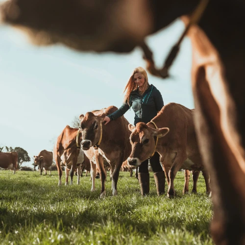 Howden Rural Livestock Insurance